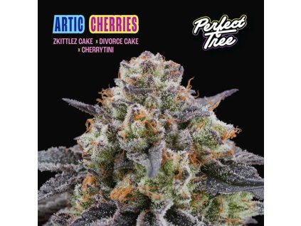 Artic Cherries 6 u fem Perfect Tree