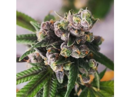 13f6hxei