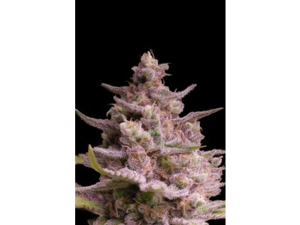 AK-TErMa – Advanced Seeds – regulérní semena