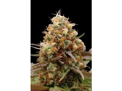 CaramErMa – Advanced Seeds – regulérní semena