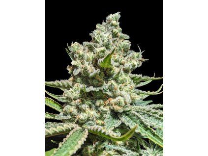 CONCORDE – Advanced Seeds – regulérní semena