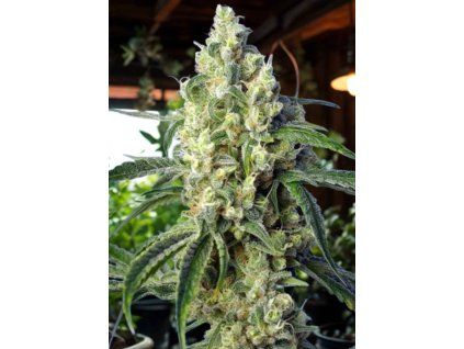 Návrh bez názvu (16)