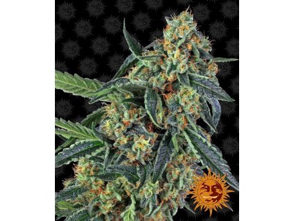 cookies kush circle new 12 873656