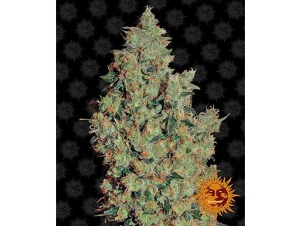 tangerine dream circle new 12 046550