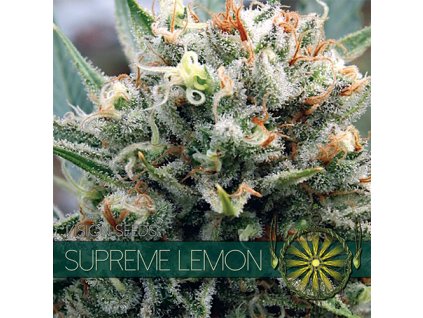 vision seeds supreme lemon500x500