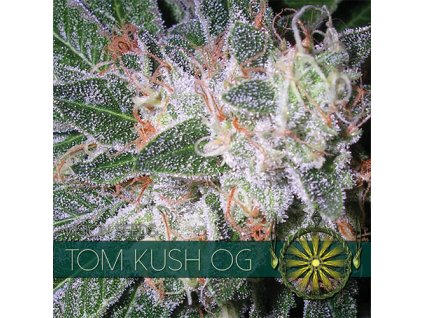 vision seeds tom kush500x500