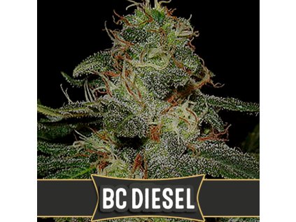 bc diesel cannabis seeds