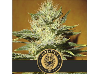 mamba negra cbd cannabis seeds copia