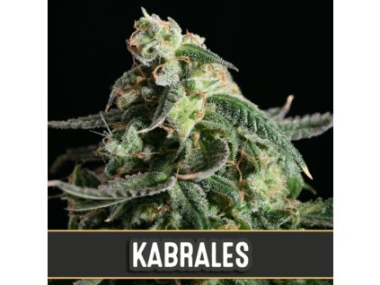kabrales auto 2