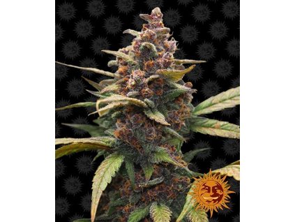 ayahuasca purple circle new 12 877904
