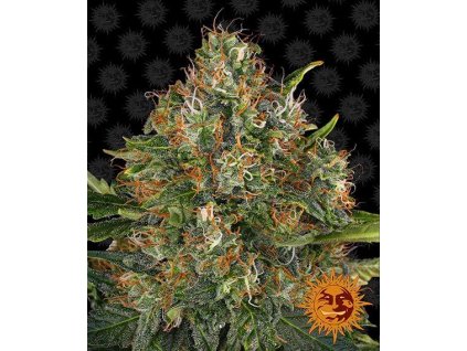 g13 haze regular circle new 12 871932