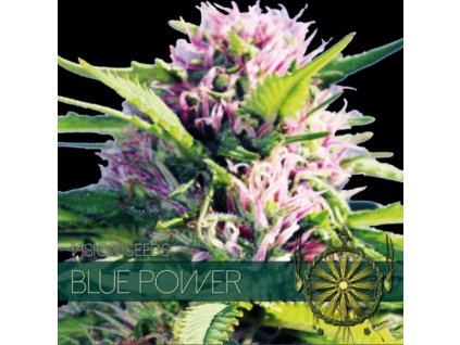 vision seeds blue power 500x500 1