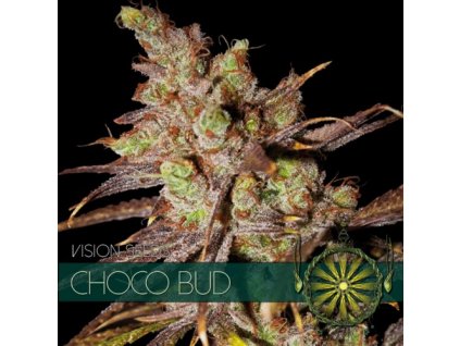 vision seeds choco bud500x500