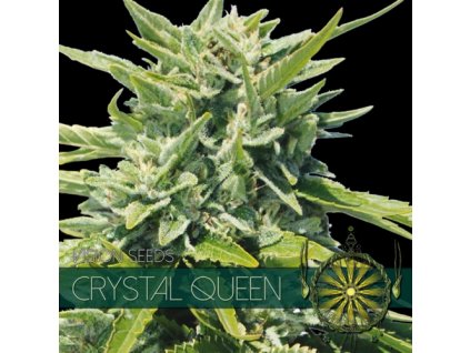 vision seeds crystal queen 500x500 1