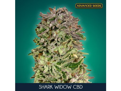 Shark Widow CBD 5 2 u fem Advanced Seeds