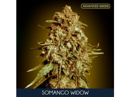 Somango Widow 5 2 u fem Advanced Seeds