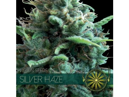 vision seeds silver haze 500x500 1