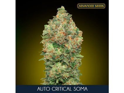 Auto Critical Soma 1 u fem Advanced Seeds