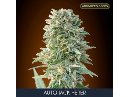 Auto Jack Herer 1 u fem Advanced Seeds