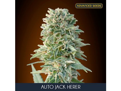 Jack Herer – Advanced Seeds – samokvetoucí semena