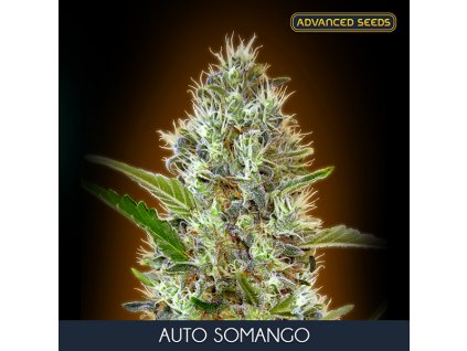 Auto Somango 1 u fem Advanced Seeds