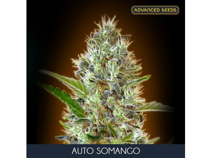 Somango – Advanced Seeds – samokvetoucí semena