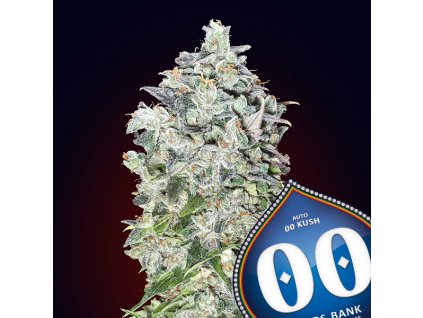 00 Kush – 00 Seeds – AUTO