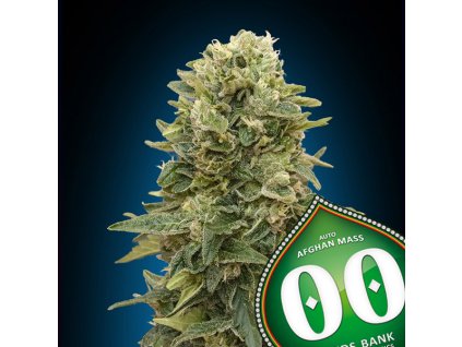 Auto Afghan Mass 3 u fem 00 Seeds