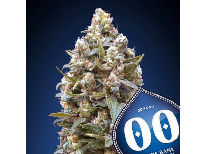 00 Kush – 00 Seeds – fem