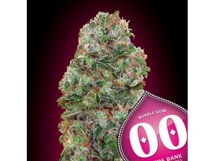 Bubble Gum – 00 Seeds – fem