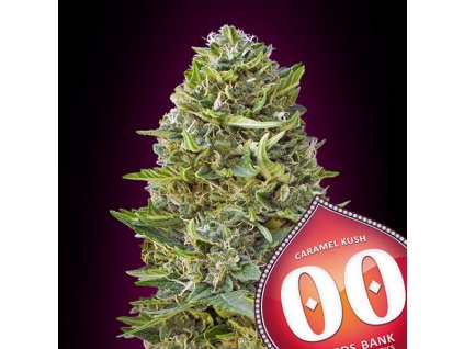 Caramel Kush – 00 Seeds – fem