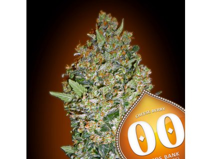 Cheese Berry – 00 Seeds – fem