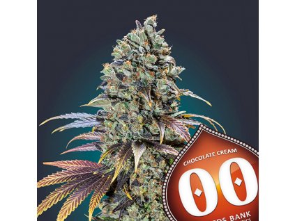 Chocolate Cream – 00 Seeds – fem