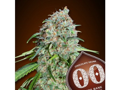 Chocolate Skunk CBD – 00 Seeds – fem