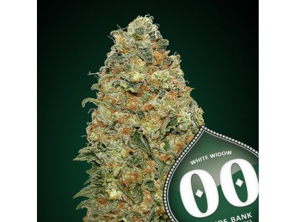 White Widow – 00 Seeds – fem