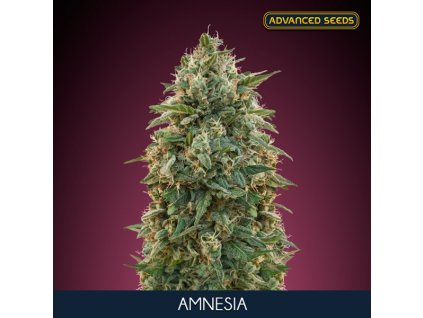 Amnesia – Advanced Seeds – feminizovaná semena
