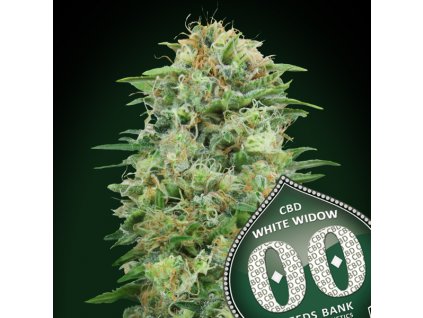 White Widow CBD – 00 Seeds – fem