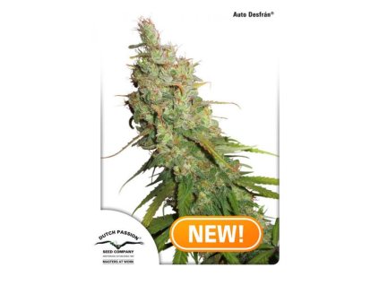 Auto Desfran Dutch Passion NEW