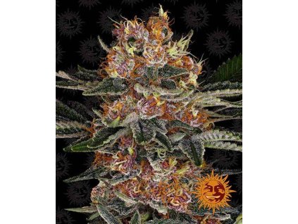 purple punch auto circle new 12 864925