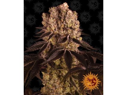 purple punch circle new 12 035141