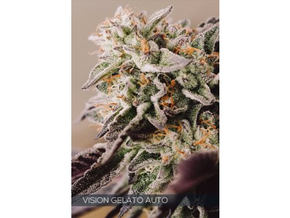 WEB VISION GELATO AUTO