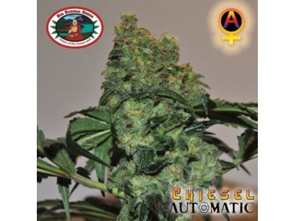 chiesel automatic auto feminizovana