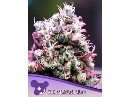 Amnesia Flash – Anesia Seeds – AUTO