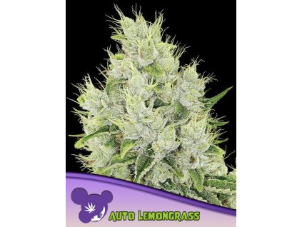 Lemongrass – Anesia Seeds – AUTO