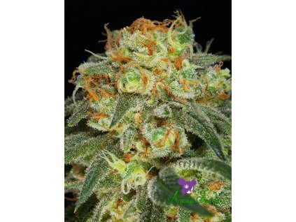 California Kush Anesia