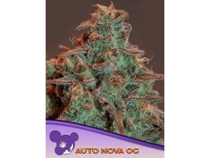 Nova OG – Anesia Seeds – AUTO