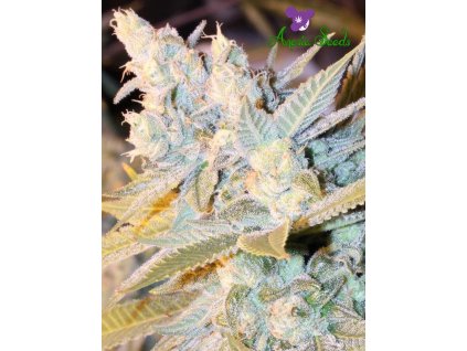 Triple Cheese – Anesia Seeds – AUTO