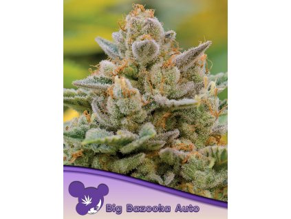 Big Bazooka – Anesia Seeds – AUTO