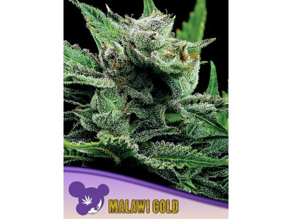 Malawi Gold 600x800 2