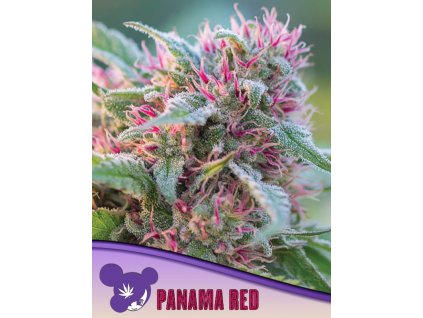 Panama Red 600x800 1
